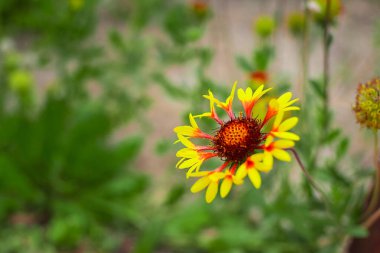 Sarı Gaillardia çiçeği yakından. Arkaplan, sıçrama ekranı, kapak, mesaj için boşluk. Yüksek kalite fotoğraf