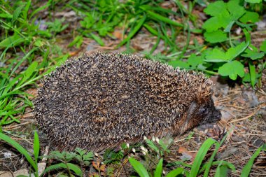 Ormandaki bir açıklıkta kirpi. Yüksek kalite fotoğraf