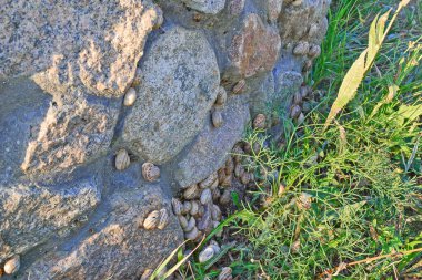 Vahşi doğada salyangozlar. Yüksek kalite fotoğraf