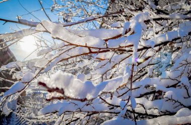 Ağacın karla kaplı dalları güneş ışınlarında parıldıyor. Şeffaf köpüklü buz. Yüksek kalite fotoğraf