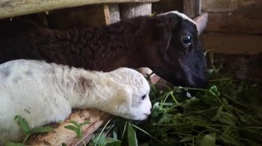 İki haftalık bir kuzu, ilk kez kırsal bir çiftlikte yemek yemeyi öğreniyor. Çok sevimli bir hayvan davranışı ve kırsal kesimdeki çiftlik hayvanlarının doğal yaşamını gösteriyor..