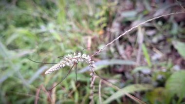 Küçük kırmızı bir örümceğin canlı renkler, ince detaylar ve doğal dış dokular içeren vahşi otların üzerine tünemiş makro görüntüleri. Vahşi yaşam temaları, böcek çalışmaları, doğa belgeselleri için ideal