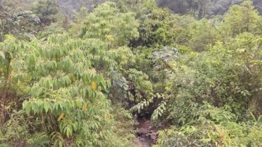 Küçük Tropikal Nehir Yeşil Doğa 'da Akıyor