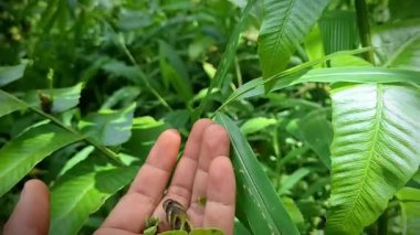 Vahşi doğada, ana yaprağının üzerinde yetişen nadir bir eğreltiotu meyvesi. Düştüğünde yeni bir eğrelti otuna dönüşür ve yenilebilir meyve eşsiz ekolojik ve kültürel bir değer ekler..