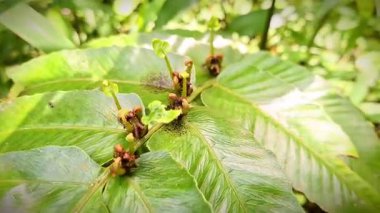 Vahşi doğada, ana yaprağının üzerinde yetişen nadir bir eğreltiotu meyvesi. Düştüğünde yeni bir eğrelti otuna dönüşür ve yenilebilir meyve eşsiz ekolojik ve kültürel bir değer ekler..