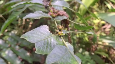 Yenilebilir taze filizler üreten nadir bir eğrelti otudur. Bu küçük eğreltiotu tomurcukları yere düştüğünde, yeni eğreltiotları filizlenir ve bu bitkiyi son derece eşsiz kılar..