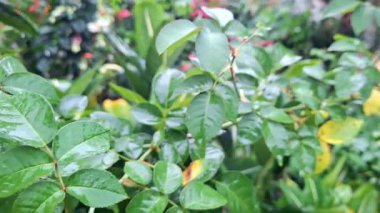 Yumuşak yağmur altında kırmızı gül ya da kırmızı yasemin. Yumuşak damlacıkların dokunduğu taze yaprakları gösteriyor. Bu çiçekler duyuları yatıştırmak, doğal rahatlama ve cilt bakımını desteklemek için kullanılır...