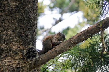 Bir sincap bir dalda yemek yer. Pallas sincabı (