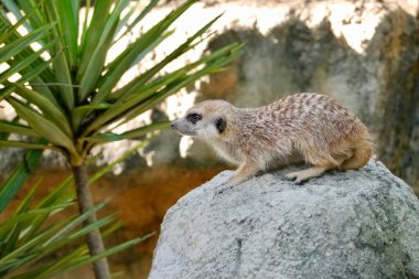 Bir mirket kayanın üzerinde dikiliyor, mesafeyi dikkatle izliyor. Mirket (Suricata suricatta) Güney Afrika 'da bulunan küçük bir firavun faresidir..