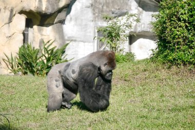 Güneşli bir günde bir goril hareket ediyor. Binom adı: goril goril. Birlikler olarak adlandırılan gruplar halinde yaşarlar. Bir yetişkin erkek veya gümüş sırtlı, birden fazla yetişkin dişi ve yavrularından oluşma eğilimindedirler..