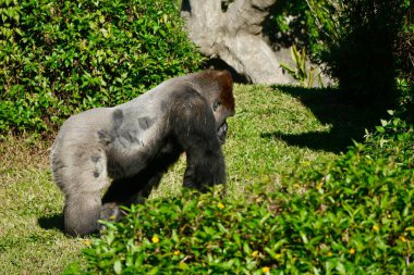 Güneşli bir günde bir goril hareket ediyor. Binom adı: goril goril. Birlikler olarak adlandırılan gruplar halinde yaşarlar. Bir yetişkin erkek veya gümüş sırtlı, birden fazla yetişkin dişi ve yavrularından oluşma eğilimindedirler..