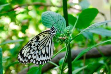 Yaprağın üzerinde bir luconoe kelebeği. Büyük ağaç perisi, kağıt uçurtma ve pirinç kağıdı kelebeği olarak da bilinen fikir lökositi, özellikle kelebek evlerindeki varlığıyla tanınır.. 