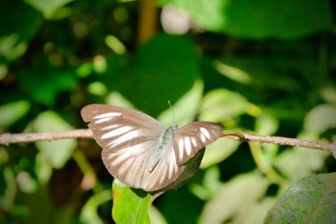 Dişi bir çikolata albatros kelebeği. Çikolata albatros (binom adı: Appias lyncida), Pieridae familyasından bir kelebek türü..