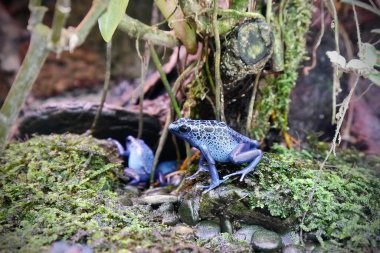 İki zehirli kurbağanın (Dendrobates azureus) yakın plan fotoğrafı. Zehirli dart kurbağası, Dendrobatidae familyasından tropikal Orta ve Güney Amerika 'ya özgü bir kurbağa grubunun yaygın adıdır..