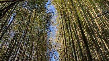 Bambu Korusu Smangus, Jianshi Kasabası, Hsinchu, Tayvan 'daki Dev Ağaç Yolu' nda..