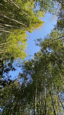 Bambu Korusu Smangus, Jianshi Kasabası, Hsinchu, Tayvan 'daki Dev Ağaç Yolu' nda..