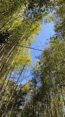 Bambu Korusu Smangus, Jianshi Kasabası, Hsinchu, Tayvan 'daki Dev Ağaç Yolu' nda..