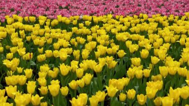 Kırmızı ve Sarı Laleler Alanı Çiçek Açtı.