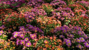 Bahçede mor ve turuncu kasımpatılar.