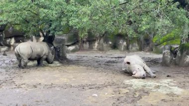 İki beyaz gergedan (Ceratotherium simum) hayvanat bahçesinde yemek yiyorlar. Beyaz gergedan ya da kare dudaklı gergedan en büyük gergedan türüdür.. 