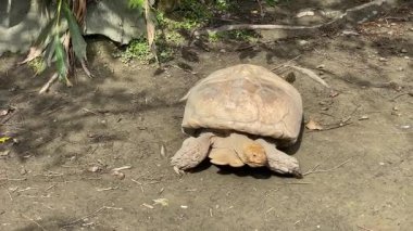 Yavaş hareket eden kaplumbağa yerde sürünüyor.