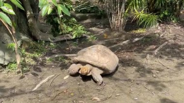 Yavaş hareket eden kaplumbağa yerde sürünüyor.
