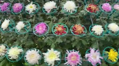 Kasımpatı sergisinde renkli kasımpatı saksısı bitkileri kesikler tarafından dikildi. Tencerelerde kırmızı, pembe, beyaz ve sarı kasımpatılar var..