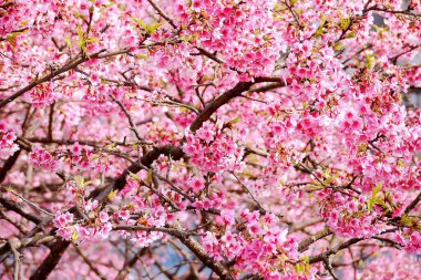 İlkbaharda güzel pembe kiraz çiçekleri. Mavi gökyüzünde kiraz çiçekleri açar. Fotoğraf: Donghu Lohas Park, Taipei, Tayvan. 