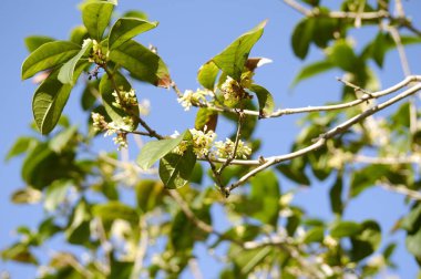 Güzel Osmanthus mavi gökyüzünün altında çiçek açıyor. Beyaz Osmanthus daldaki güzel kokulu çiçekler.