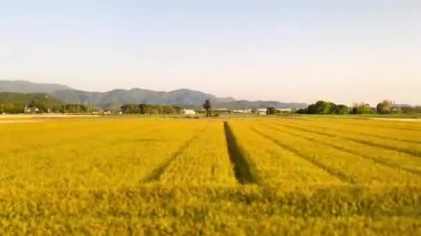 Sarı buğday tarlaları yol kenarında akşam güneşinde parlıyor..