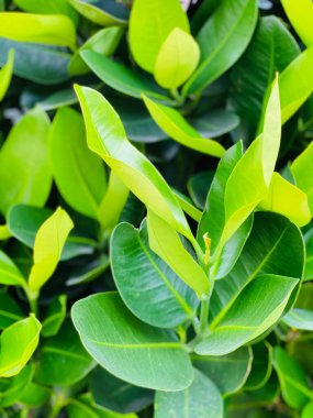 Yeşil bitki ve yapraklar. Yaygın bir süs bitkisidir, özellikle parlak yaprakları ve kolay bakımı için..