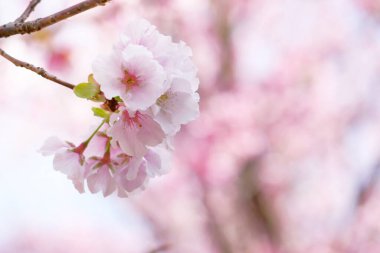 Mavi gökyüzünün altındaki güzel pembe kiraz çiçekleri baharın gelişini işaret ediyor. Yangmingshan, Taipei Şehri, Tayvan