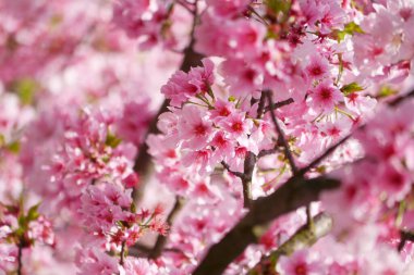 Güzel pembe kiraz çiçekleri baharın gelişini işaret ediyor. Yangmingshan, Taipei Şehri, Tayvan