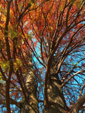 Güzel sonbahar ve kış ağaçları. Yapay Cypress (Taxodium Distichum) sonbahar renginde kırmızı, turuncu yapraklı ve mavi gökyüzüyle. Taipei, Tayvan.