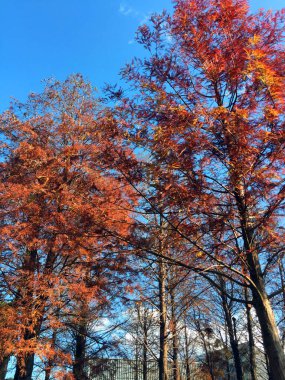 Güzel sonbahar ve kış ağaçları. Yapay Cypress (Taxodium Distichum) sonbahar renginde kırmızı, turuncu yapraklı ve mavi gökyüzüyle. Taipei, Tayvan.