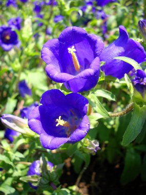 Mavi Mor Çan Çiçekleri Gün Işığının Altında.