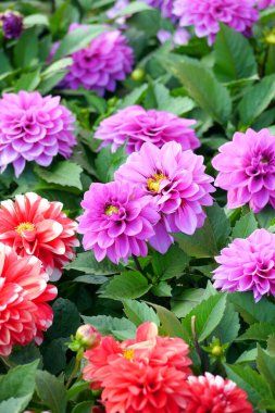 Kırmızı ve mor Dahlia çiçekleri. Dahlia pinnata, Asteraceae familyasından, Dahlia familyasından bir kuş türü. Türünün bir türüdür ve yaygın olarak yetiştirilir..