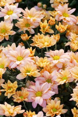 Somon pembe renkli kasımpatı. Kasımpatı (