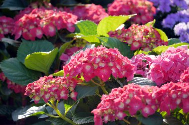 Ortanca 'nın çiçek tarlası. Pembe, mavi, leylak, menekşe, mor ortanca çiçeği ilkbahar ve yaz çiçekleniyor..