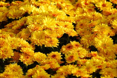Blooming yellow small chrysanthemums. chrysanthemums flower field background.