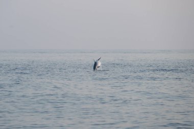 Güneş ufukta batarken bazı yunuslar sakin okyanustan sıçrayıp, sıcak turuncu ve altın tonlarında gökyüzünü ve suyu renklendiriyor. Siluetler özgürlüğü, hareketi ve dokunulmamış doğayı ifade eder..