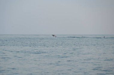 Güneş ufukta batarken bazı yunuslar sakin okyanustan sıçrayıp, sıcak turuncu ve altın tonlarında gökyüzünü ve suyu renklendiriyor. Siluetler özgürlüğü, hareketi ve dokunulmamış doğayı ifade eder..