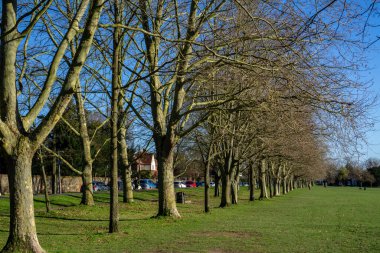 Saffron Walden, Essex, İngiltere - 15 Ocak 2024: Saffron Walden 'da yaygın olarak rastlanan Saffron Walden' da, kış güneşinde çıplak dalları olan ağaçlardan oluşan Köprü Ucu Bahçeleri 'nden akan dere