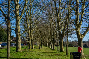 Saffron Walden, Essex, İngiltere - 15 Ocak 2024: Saffron Walden 'da yaygın olarak rastlanan Saffron Walden' da, kış güneşinde çıplak dalları olan ağaçlardan oluşan Köprü Ucu Bahçeleri 'nden akan dere
