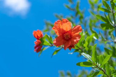 Pomegranate tree flower, bright orange single pomegranate flower on a branch with green leaves