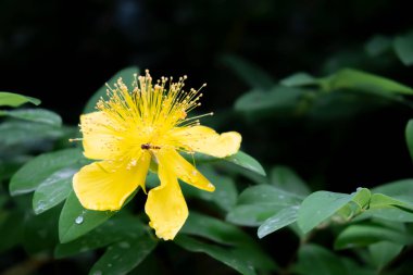 Rose of sharon, hypericum calycinum. single yellow rose of sharon among branches in rainy weather and a fly has landed on it. selective focus