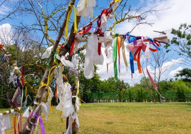 Colored wish ribbons tied on the branches of a tree. Wish Tree branches tied with colorful ribbons. Wish, hope, tradition and ritual concept