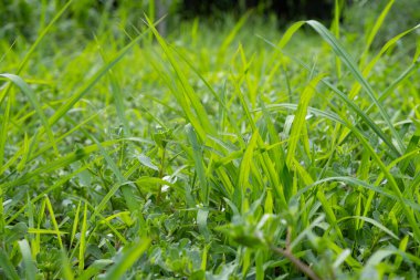 Green grass with forest in the background in a bright sunny day. Grass in the meadow, close-up
