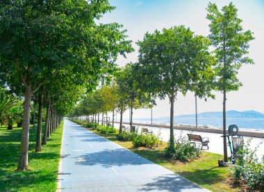 Bike and walking path in the park on the beach, summer day. Walking with a pet in trees by the sea. People ride bikes, seaside