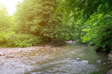 Water among forest and rocky shore. River in mountain forest. Mountain river flowing through the green trees